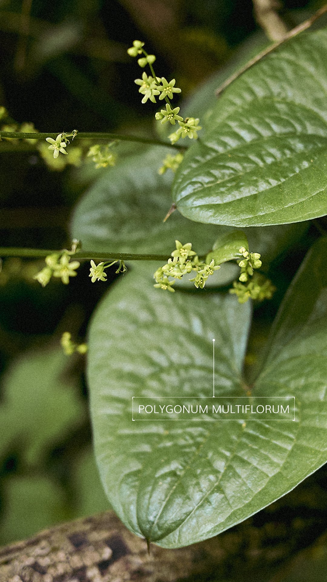 Awaken Your Skin’s Natural Energy: The Herbalist’s Guide to pH-Balanced Cleansing
