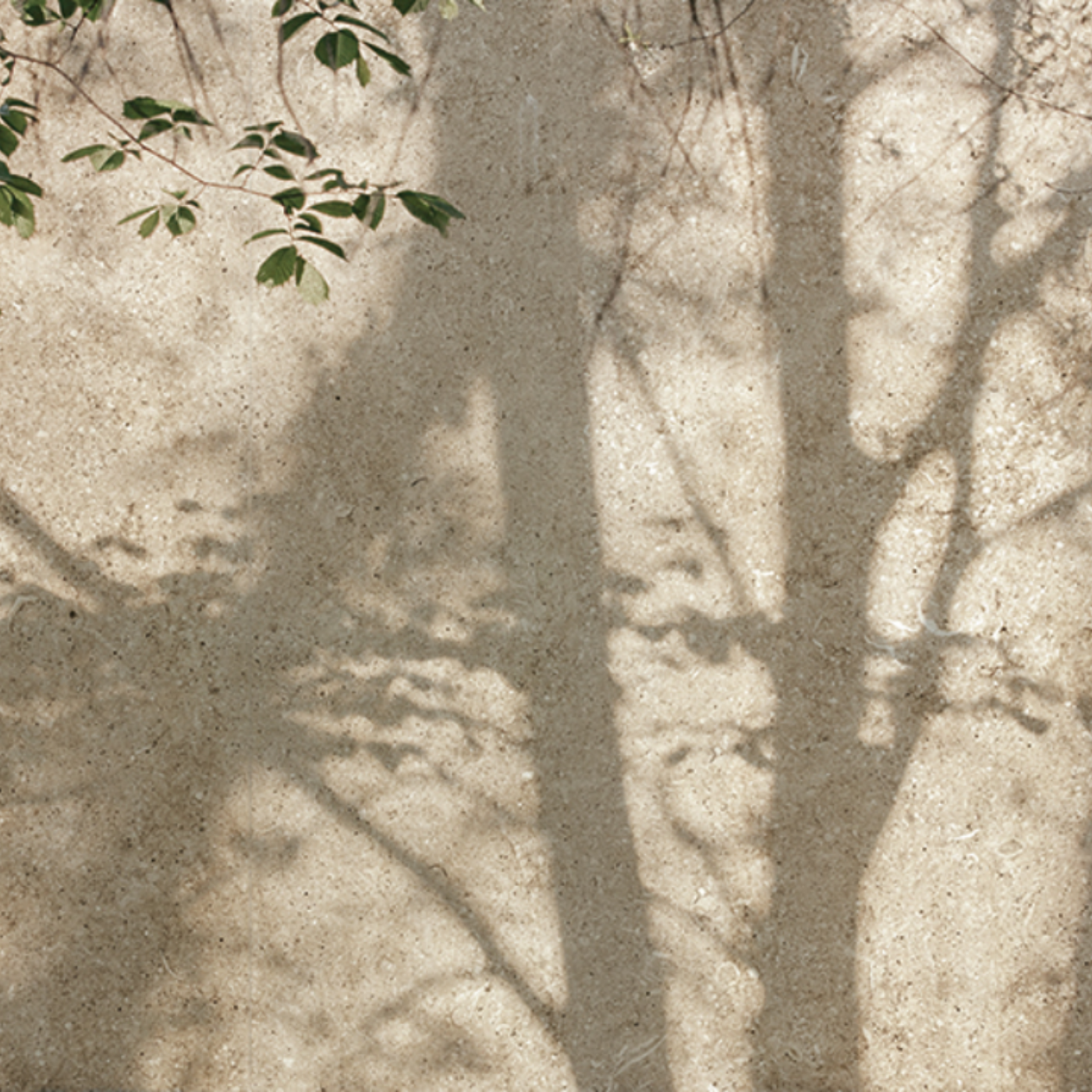 The Herbalist’s Guide to Dr. Squatch & PATHRAYA: Ancient Energy Meets Modern Clean