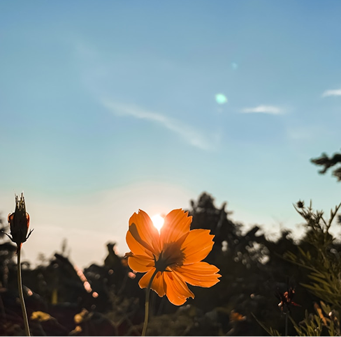 Unlocking Radiant Skin: Your Go-To Guide for Battling Acne and Scars