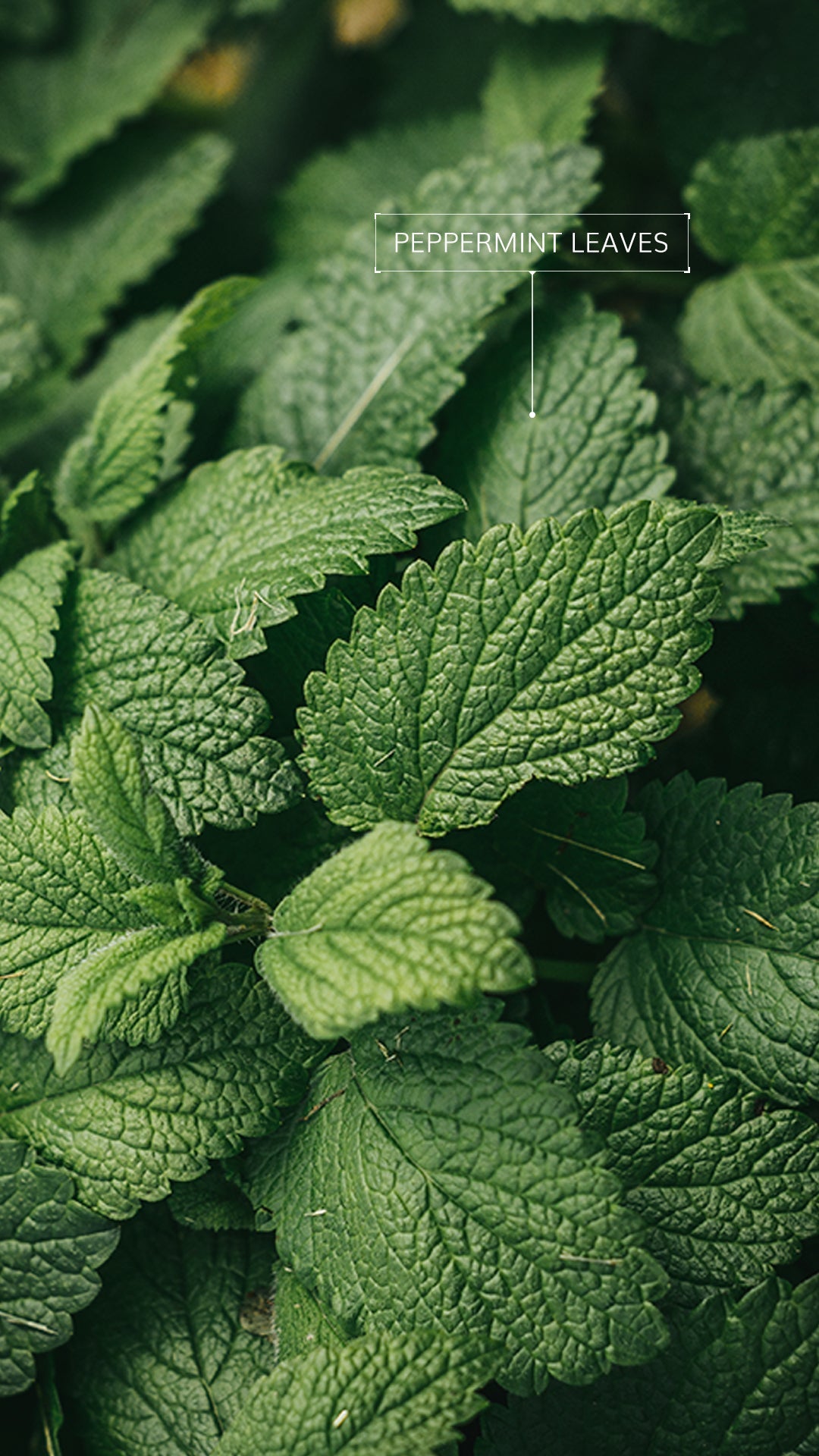 Unlocking the Magic of Coffee Scrubs: A Personal Guide to Radiant Skin