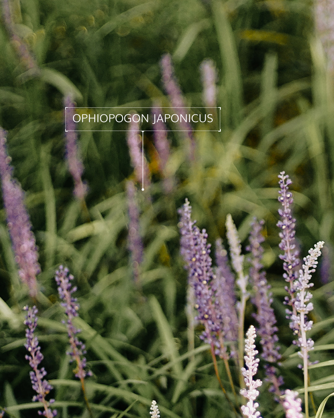 Unlock the Secrets to Silky Skin: The Ultimate Guide to Ceramide Body Washes