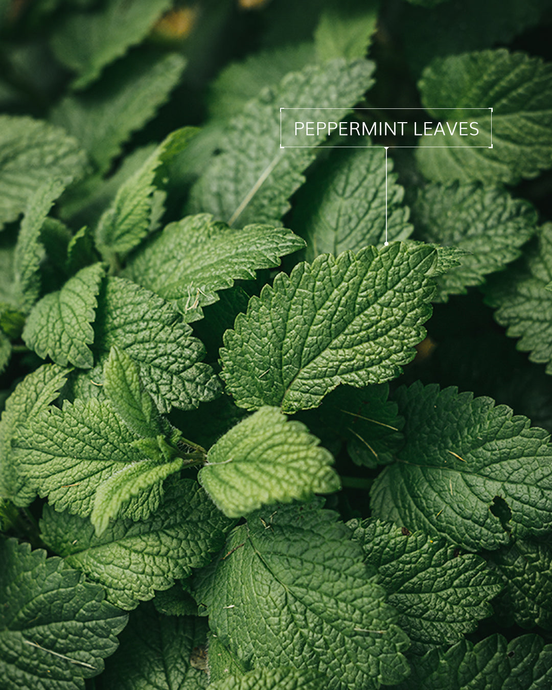 Bumpy Skin Solutions: Your Guide to Conquering Keratosis Pilaris